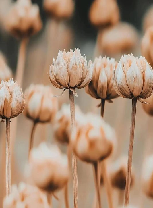 Wandbild – Leinwanddruck – Beige und Schwarz – 50×70 cm – Moderne Pflanzenkunst für Wohnzimmer